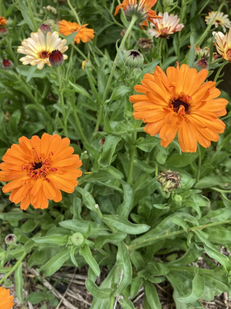 calendula flowers, summer
