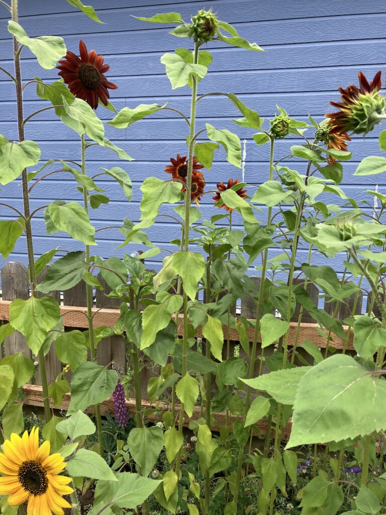 sunflowers, summer flowers
