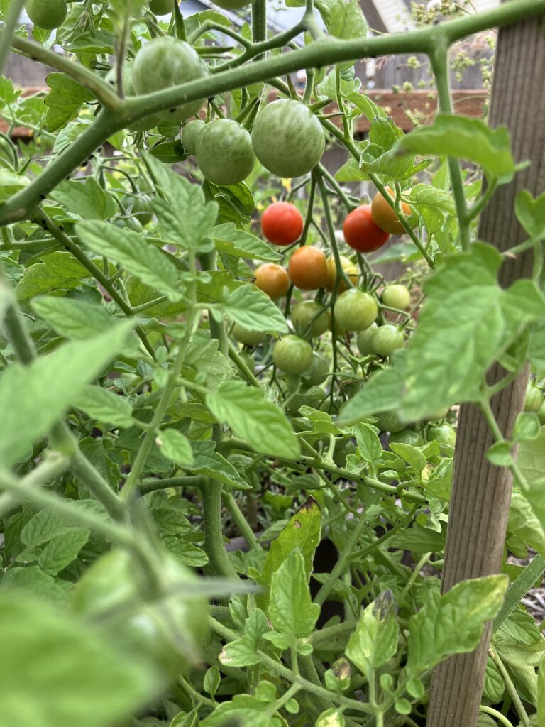 tomatoes on vine, summer garden
